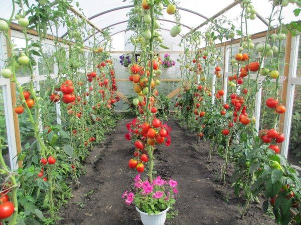 Обзор лучших сортов томата для теплицы из поликарбоната с фото