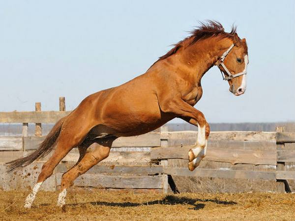 Тракененская порода лошадей - фото