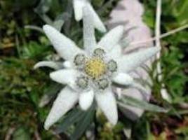 Цветок эдельвейс на фото - фото