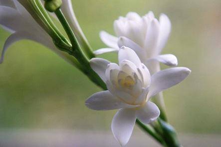 Цветок тубероза - ароматная нежность - фото