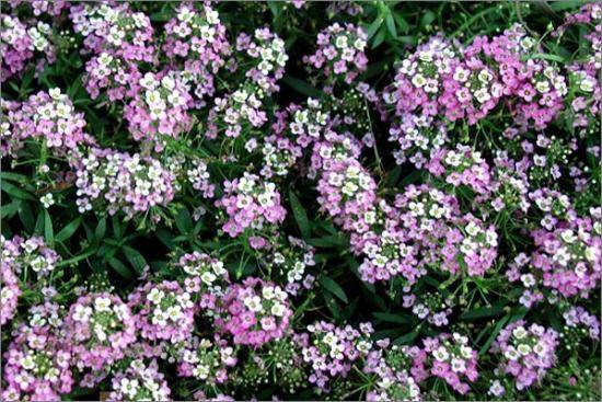 Цветы алиссум - ароматная радуга в вашем саду - фото
