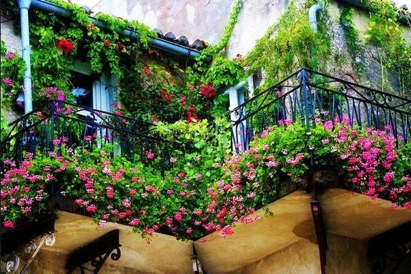 Выбираем цветы для солнечного балкона или подоконника - фото