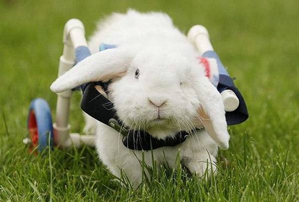 Паралич задних конечностей у кроликов: как правильно решить проблему - фото