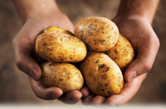 Уборка картофеля мотоблоком на любительском огороде - фото