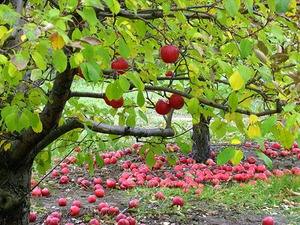 Уход за яблоней весной в собственном саду - фото