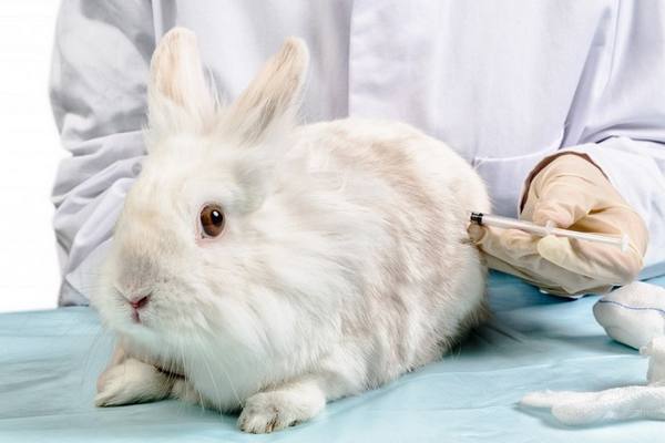 Вакцина Раббивак V спасет кроликов от ВГБК с фото