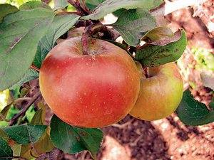 Весенняя подкормка яблонь, чем удобрять чтобы не навредить - фото