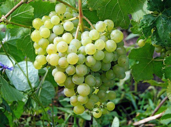 Почему виноград Алешенькин может вырастить даже новичок - фото