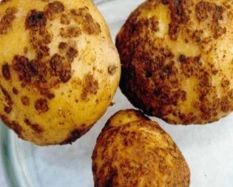 Вредители и болезни картофеля в картинках с фото