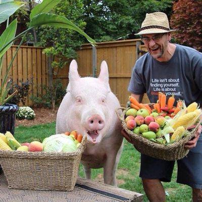 Фермерам на заметку - все самое ценное о питании свиней с фото