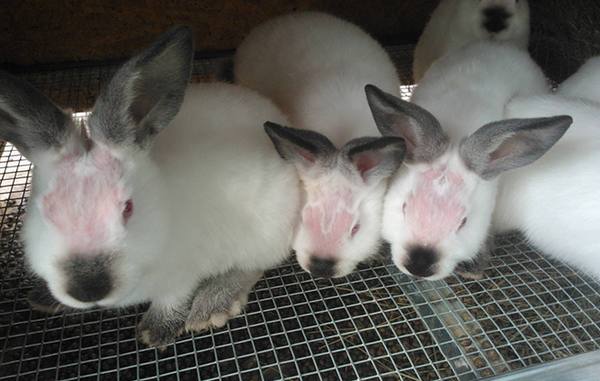 Причины выпадения шерсти у кроликов и методы решения проблемы - фото
