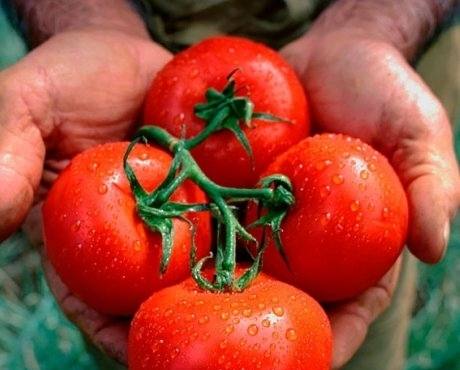 Правильное выращивание рассады помидор - залог хорошего урожая - фото