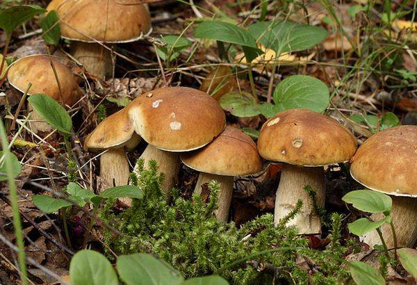 Секреты выращивания грибов на собственной даче - фото