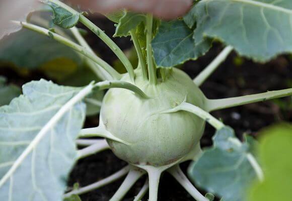 Как вырастить капусту кольраби в открытом грунте - фото