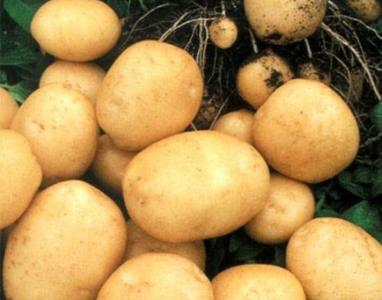 Выращивание и уход за картофелем - фото