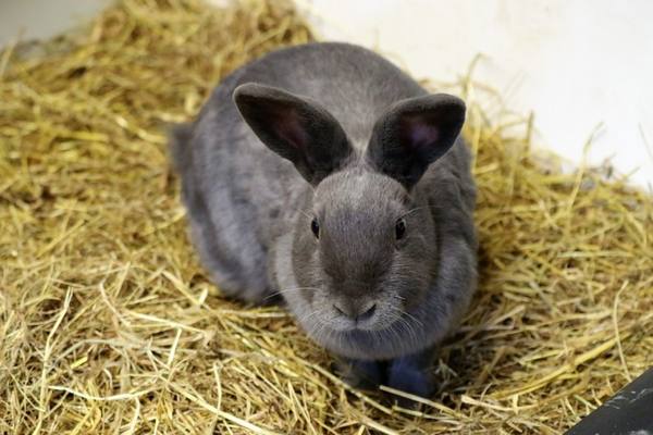 Разведение кроликов на мясо: советы начинающим фермерам с фото