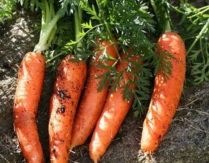 Технология выращивания моркови в открытом грунте - фото