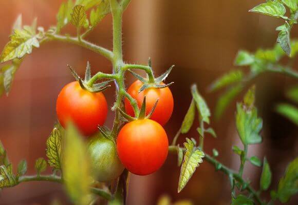 Правильное выращивание помидоров (томатов) в открытом грунте на даче с фото