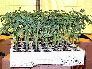 Выращивание рассады помидоров: видео и рекомендации с фото