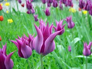 Особенности выращивания тюльпанов в открытом грунте с фото