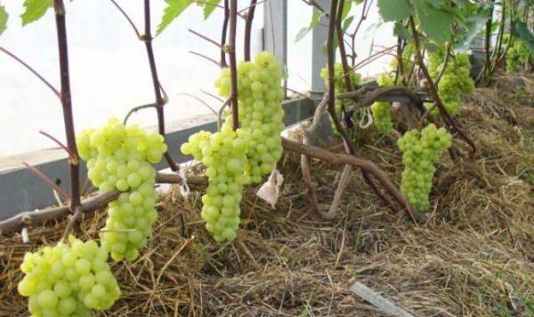Что нужно знать о выращивании винограда в теплице - фото