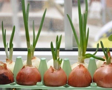 Правильное выращивание зелени в домашних условиях с фото