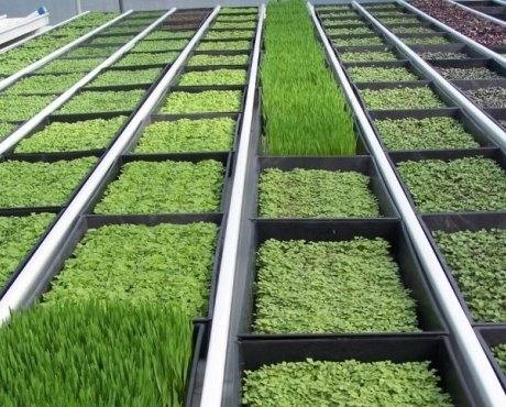 Выращивание зелени в теплице как бизнес: основные правила с фото