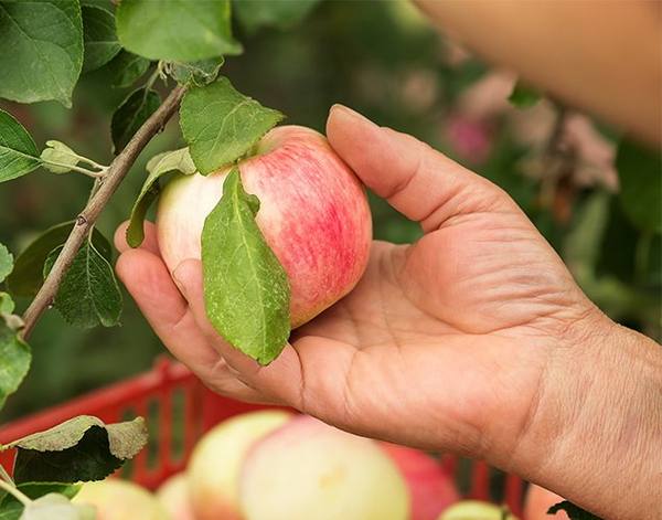 Консервированные яблоки  заготавливаем урожай впрок - фото