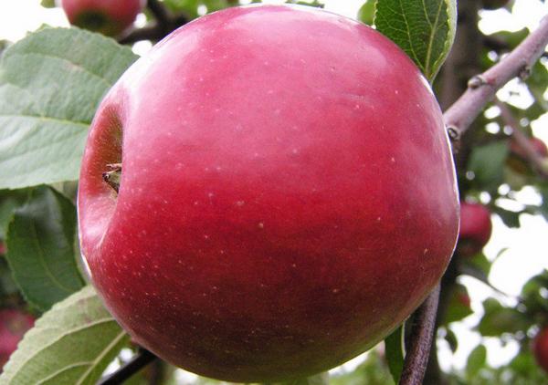 Сорт яблок «Анис»: характеристика, виды, агротехника выращивания - фото