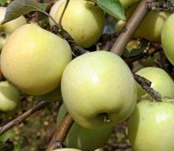 Агротехника выращивания яблони «Антоновка» с фото