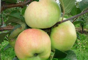 Яблоня Богатырь — наилучший вариант для вашего сада с фото