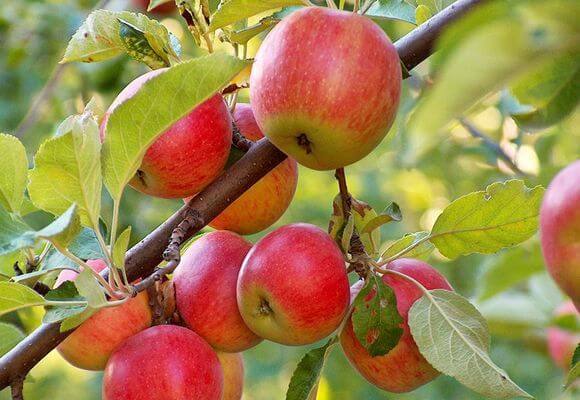 Описание и характеристика сорта яблок Чемпион с фото
