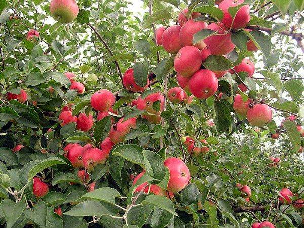 Описание и особенности выращивания яблони сорта Джонатан - фото