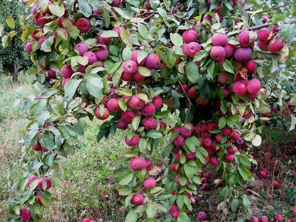 Описание зимней яблони французской селекции Флорина - фото