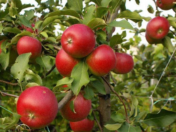 Описание яблони зимнего сорта созревания Пепин шафранный с фото