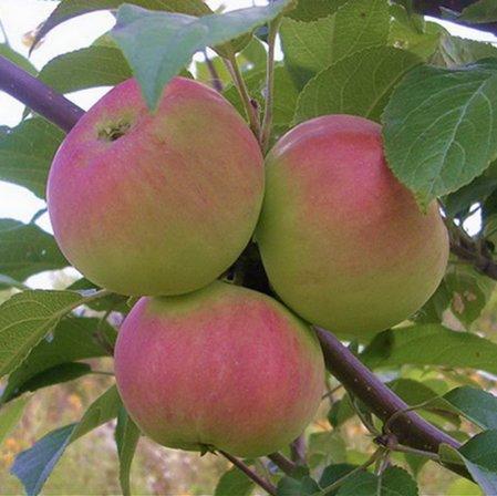 Сорт яблони «Подарок садоводам»: характеристика, агротехника выращивания с фото