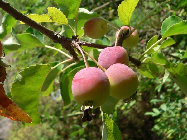 Описание и характеристика сливолистной яблони - фото