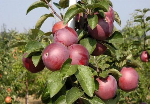 Описание и характеристика сорта яблок Спартан - фото