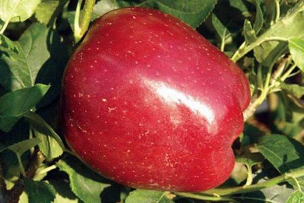Описание ухода за летней зимостойкой яблоней Старкримсон с фото