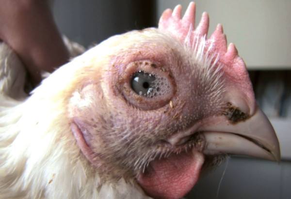 Пастереллез - инфекционное заболевание домашних курочек с фото