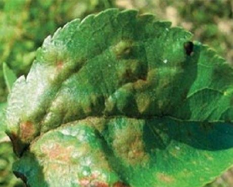 Заболевание растений и преимущество биопрепаратов в борьбе с разными заболе ... - фото