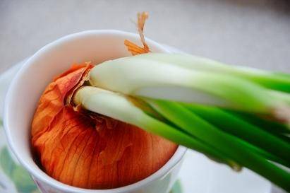 Зеленый лук на подоконнике и на грядке - кладезь витаминов - фото