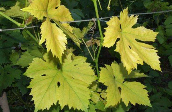 Почему желтеют листья винограда и как это предотвратить с фото
