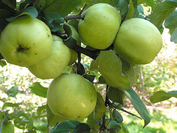 Обзор самых популярных зимних сортов яблони с фото