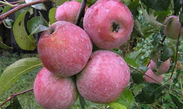 Яблоки сорта Уэлси  зимний гость вашего сада с фото